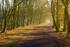 The way through the woods