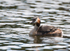 Great Crested Grebe