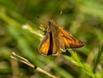 Large Skipper