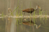 Limpkin