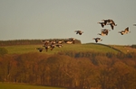 Barnacle Geese