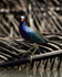 Purple Gallinule head on, Sierpe, Costa Rica