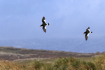 Magellanic Oystercatcher pair in flight, Carcass Island, Falklands