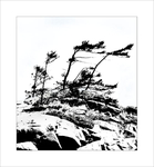 WIND BLOWN TREES - FRANKLIN ISLAND