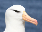 Black-browed Albatross head close side view, West Point Island