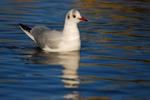 Black-headed Gull