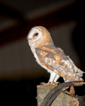 Barn Owl-3K8A7149-2467