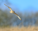 Short-eared Owl flying, Hawling, Gloucestershire