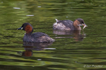Little Grebe & Juvenile enjoying breakfast!