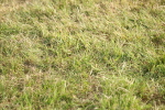 SBM_10531