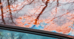 RAIN/ REFLECTIONS #3