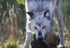 Wolf at Dinner