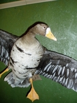 Canadian Goose - coming in