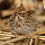 Reed Bunting (female)