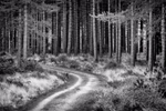 Pine Forest Path