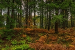 Yorkley Woodland 2