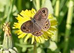 Balkan Ringlet Butterfly