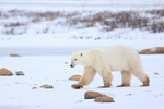 Polar Bear strides out onto frozen lake, Churchill, Canada