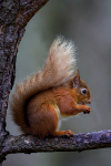 Red Squirrel