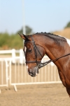 Class 42 Ridden Veteran portfolio