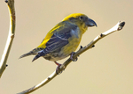 Crossbill