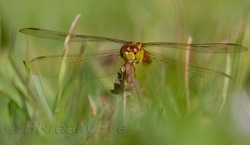 DF AnimalsCreatures 198