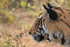 Bengal Tiger head side profile, Panna Reserve, Madhyra Pradesh, India