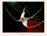 Masdevallia constricta