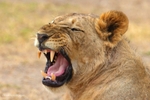 _84Y1046 Amboseli