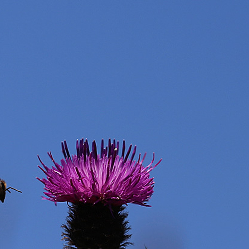 A honey bee heads for home after a fruitful day at the 'office'.