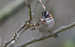 Rufous-Collared Sparrow