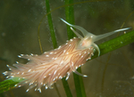 Facelina bostoniensis