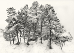Winter Ferns