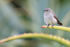 Southern Double-collared Sunbird (female), Kirstenbosch Garden