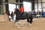 BPP_6527