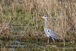 Heron on Lookout