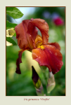 Iris germanica 'Vitafire'