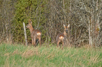 Roe Deer