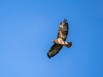 Common Buzzard