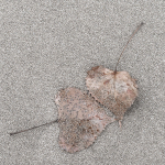 NOVEMBER DUO  - LONG POINT BEACH