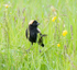 Bobolink--Bruce County