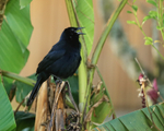 Melodious Blackbird portfolio