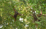 Danum valley