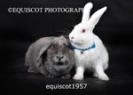 equiscot1957