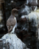 Guillemot perched on rock, Farne Islands