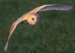 Barn Owl
