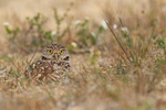 Wide-eyed Burrowing Owl, Cape Coral, Florida