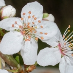Blackthorn  (Prunus spinosa)  flower details