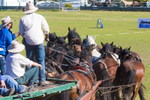 Marlie 11 Horse Draft Team 7. 0A3A9178