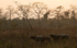 Buffaloes